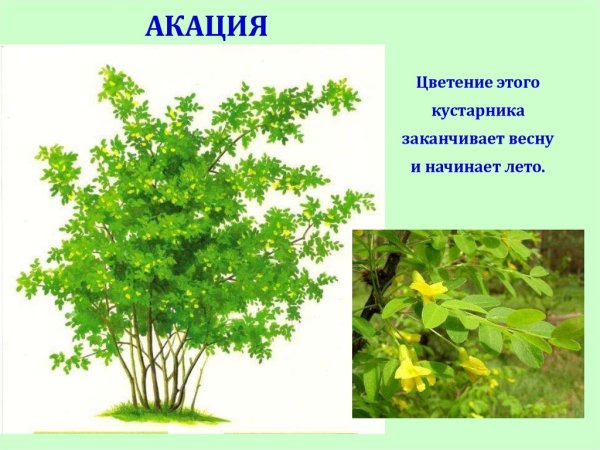 Акация куст для детей