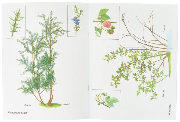 Кустарники в картинках наглядное пособие для педагогов