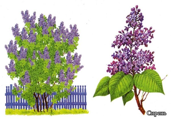 Сирень дерево narisovat