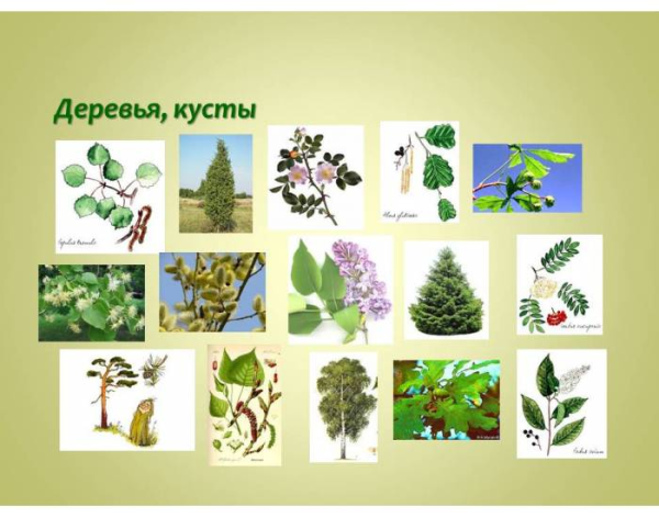 Деревья и кустарники в детском саду