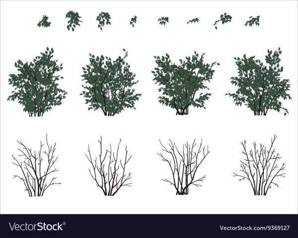 Кустарник Графика