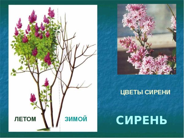 Строение куста сирени