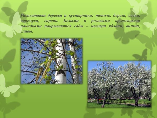 Пробуждение деревьев и кустарников весной