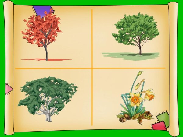Дидактическая игра деревья и кустарники