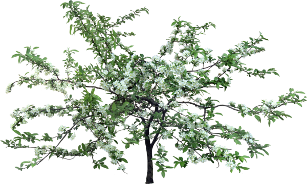 Деревья и кусты на прозрачном фоне