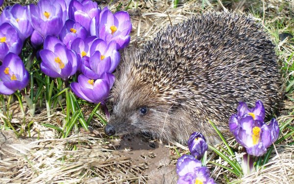 Дикие животные весной