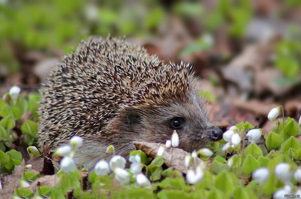 Весенний Ёжик