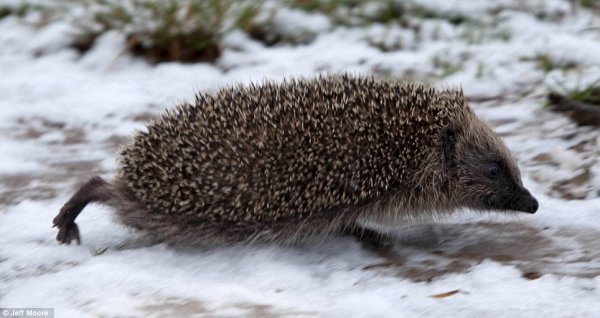 Ежик в снегу