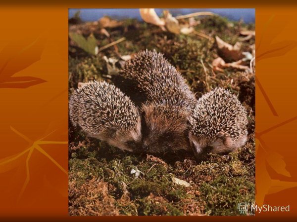 Ёжики потомство выводят