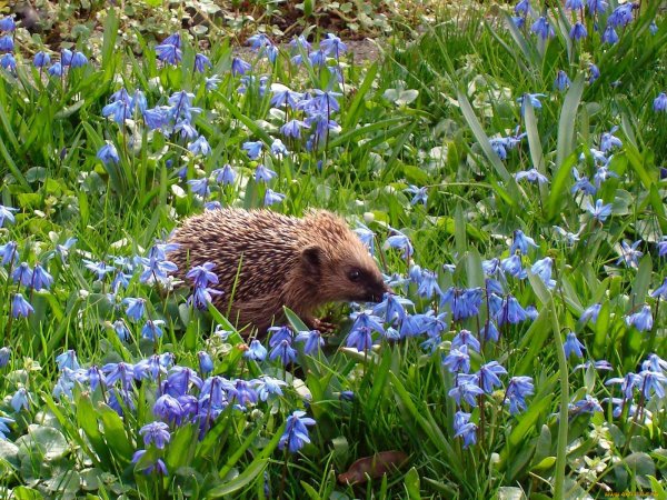 Ежата весной
