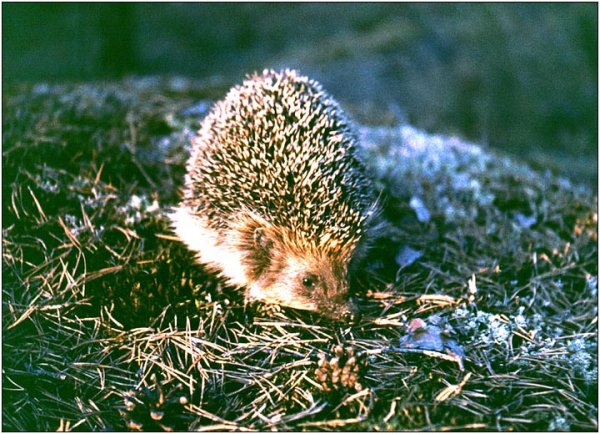 Еж весной