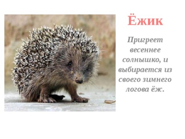 Ёж весной для дошкольников