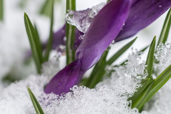 И все таки Весна