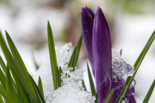 Этой весной