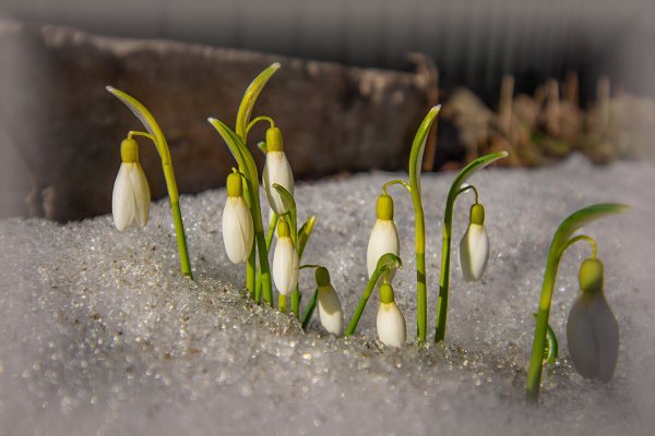 Красивые картинки весенней природы