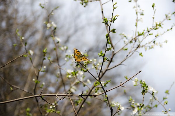 Картинки символизирующие весну