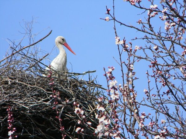 Подснежник плосколистный