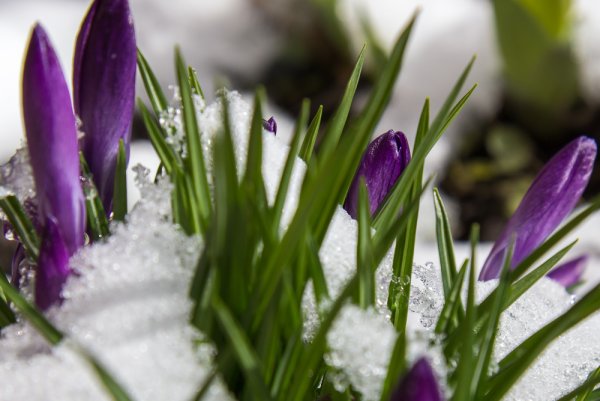 Зима весной