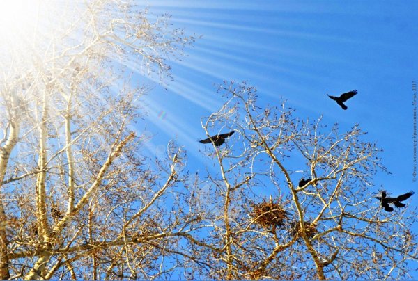 Художник Тимм Сэм (Timm Sam)