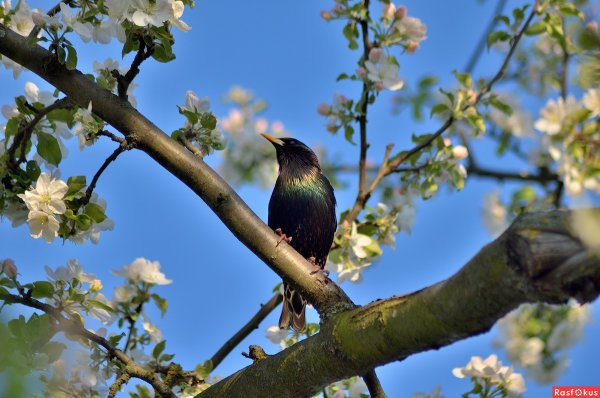 Рисование птицы прилетели