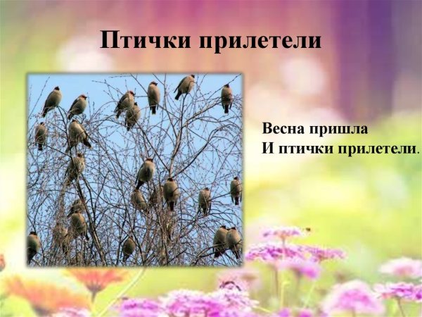Птицы прилетели