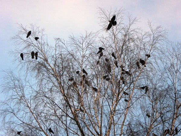 Весна коты прилетели