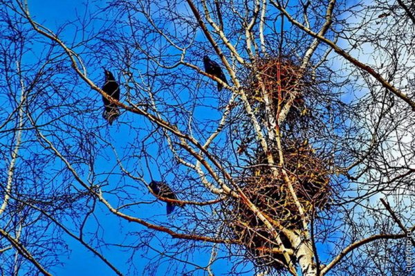 Прилет Скворцов весной