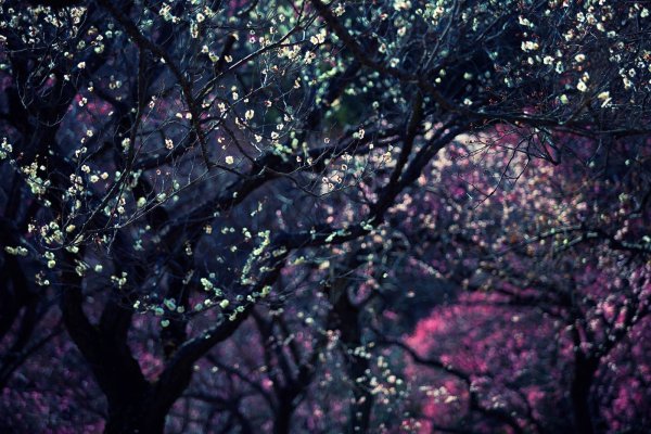 Обои на телефон высокого качества