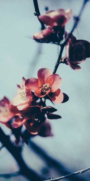 Желто синие цветы