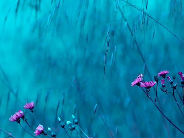 Нежно розовые цветы