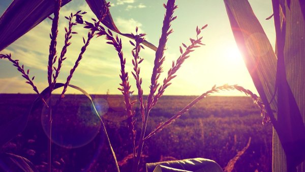 Нежные полевые цветы в росе