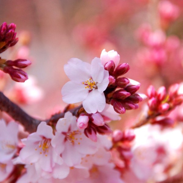 Весенние желтенькие цветочки