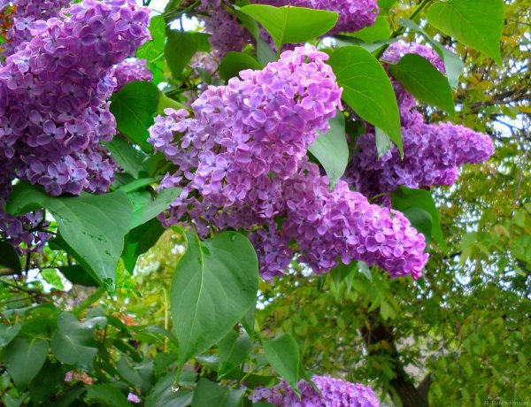 Персидская махровая сирень