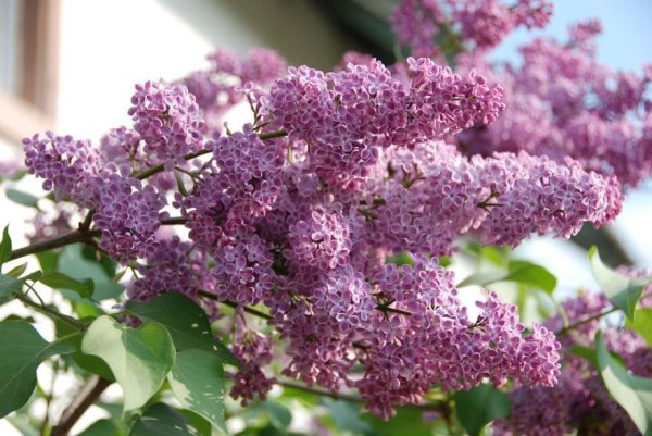 Сирень для детей