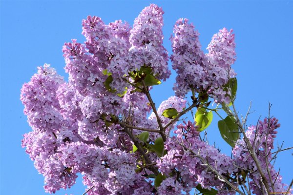 Сирень растение