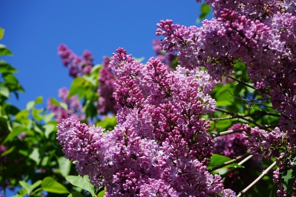 Турецкая венгерская сирень сирень