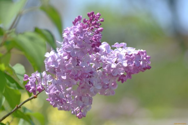 Цветущая ветка сирени