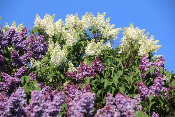 Сирень Персидская Альба