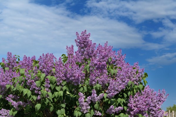 Сирень на желтом фоне