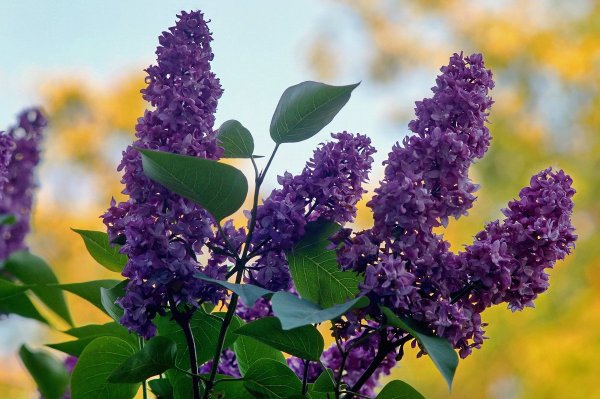 Клен и сирень