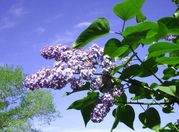 Сирень Никитинская