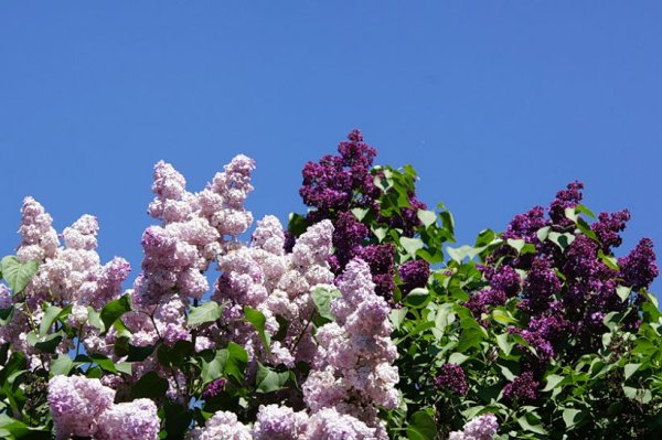 Зеленая сирень