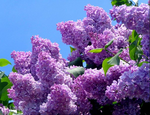 Сирень принцесса Стурдза