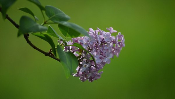 Сирень Генри