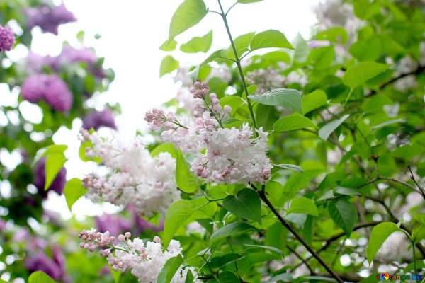 Сирень небо