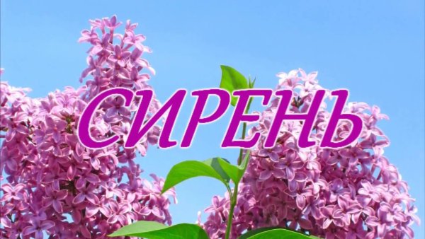 Весна Цветущая сирень