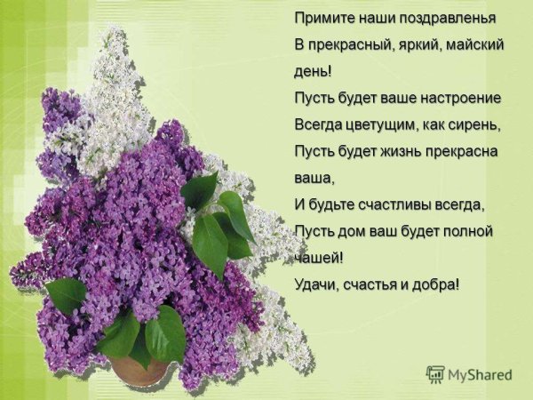 Флауэр Сити сирень