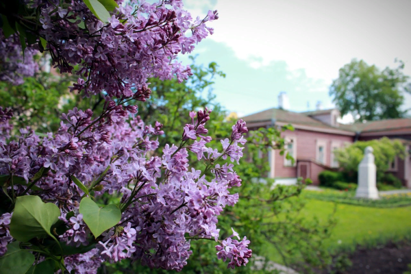 Сирень Генри Тамерлан