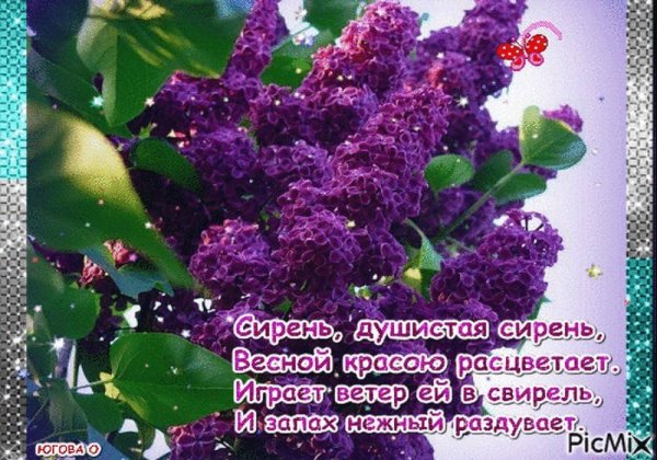 Сирень обыкновенная суворовец