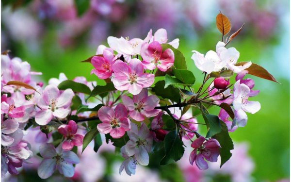 Ветка яблони нецветущая